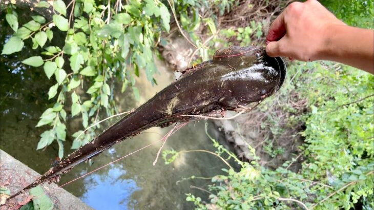 食パンで巨大魚が釣れるらしい