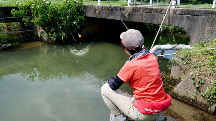 用水路でウキ釣りしたら、入れ食いに！！「うなぎ」で晩酌