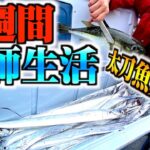 【サバイバル】船釣りで巨大太刀魚釣れました【1週間釣った魚だけで生活part2】