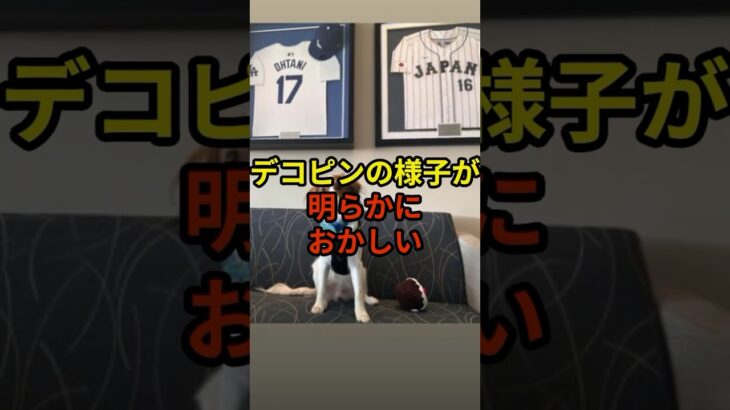 デコピンの様子が明らかにおかしい#大谷翔平 #野球 #ドジャース #shorts